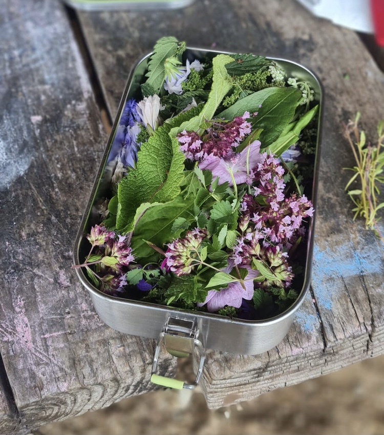Das Kräuterjahr beginnt!  Heilpflanzen- Jahreskurs: Start März&nbsp;2026